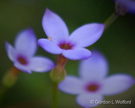 Tiny Little Wildflowers_47252.jpg - With a teeny tiny little visitor.Photographed near Grenada, Mississippi, USA.